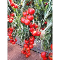 Semințe profesionale de tomate cu toleranță la TSWV